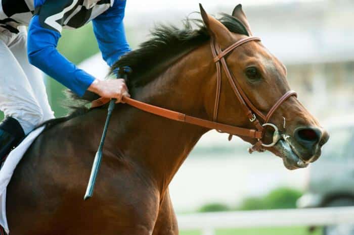 placing online horse racing bets